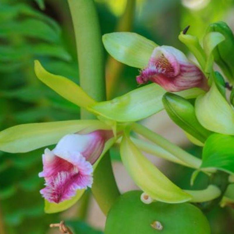 Vanilla pilifera Plant, Rare Orchid Species, Bloom Size Orchid