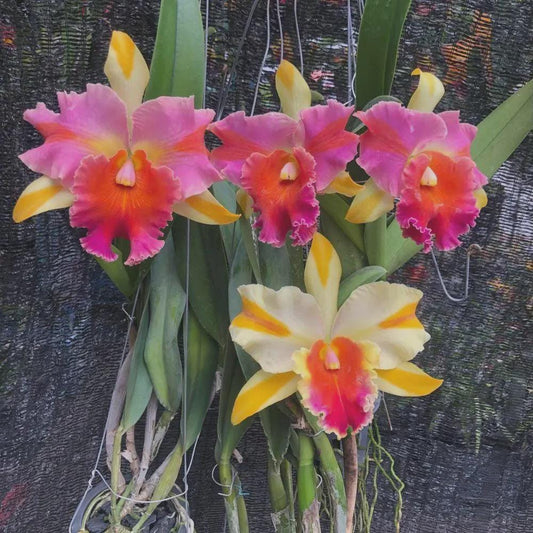 Rlc. Amazing Thailand