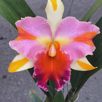 Rlc. Amazing Thailand