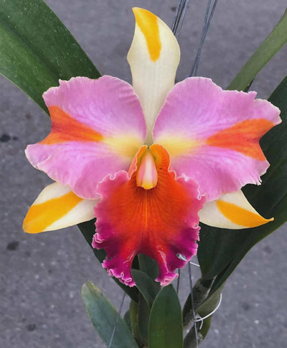 Rlc. Amazing Thailand