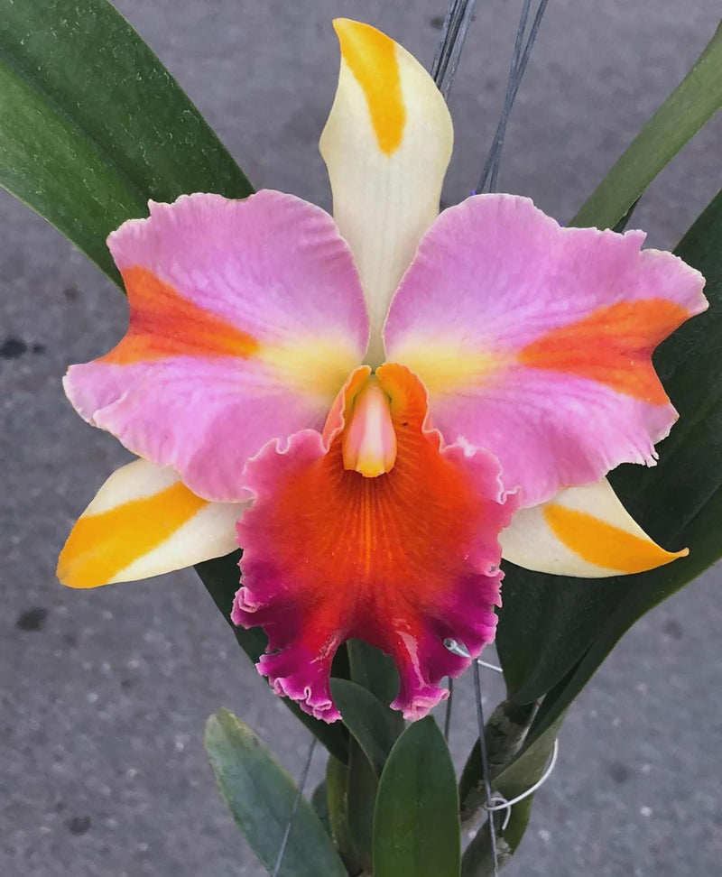 Rlc.Cattleya Orchid Plant, Hybrid Starter Size, Two Seedlings