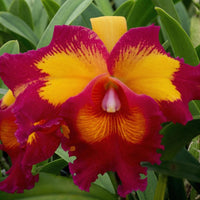 Rlc.chunfong little sun