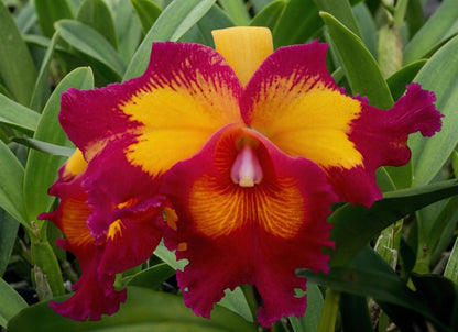 Rlc.chunfong little sun