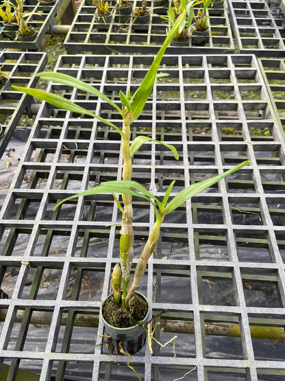 Dendrobium schrautii