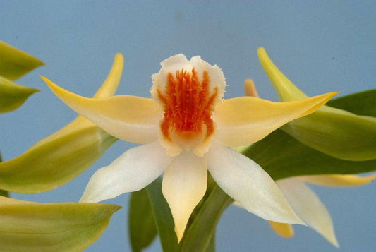 Dendrobium schrautii