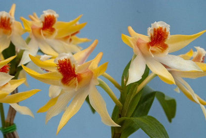 Dendrobium schrautii