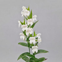 Pecteilis cambodiana