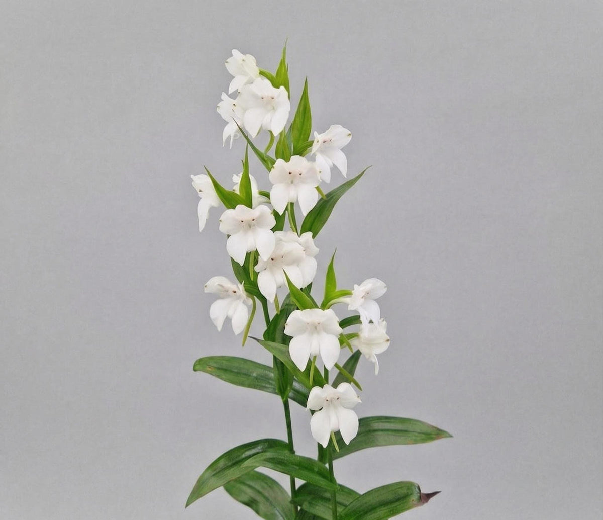 Pecteilis cambodiana