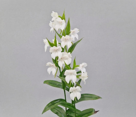 Pecteilis cambodiana