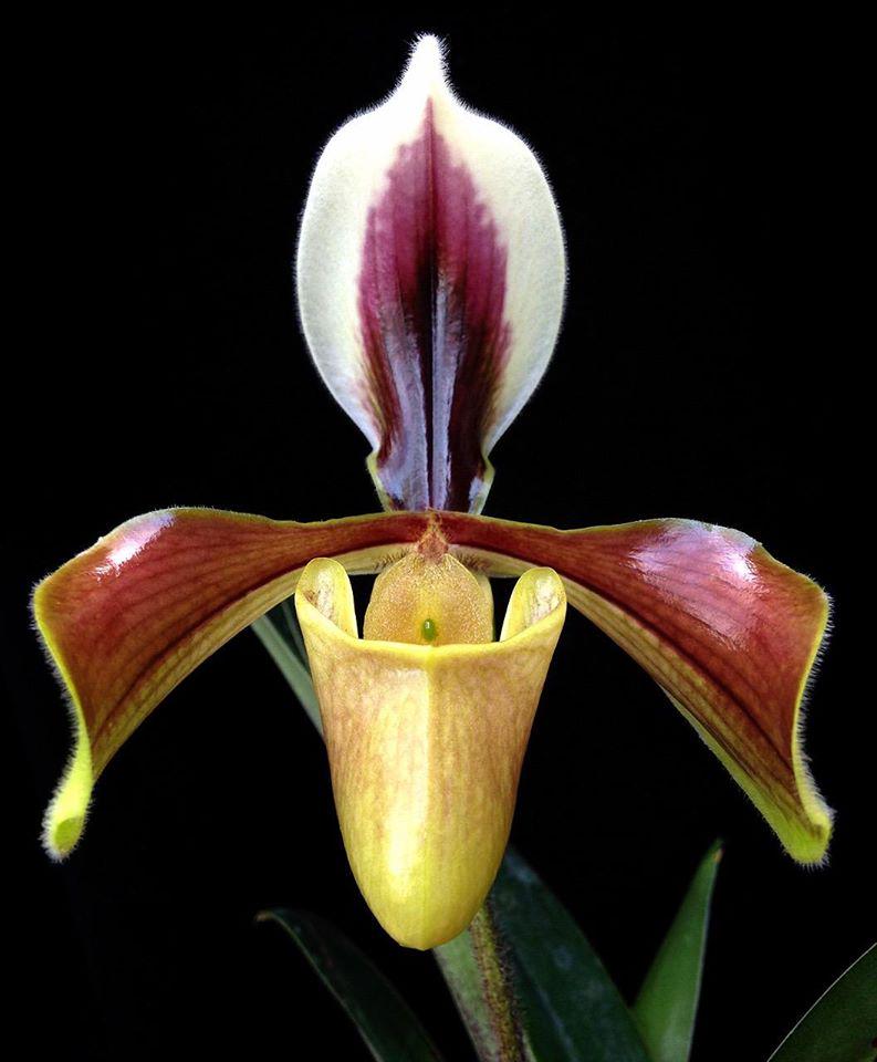 Paphiopedilum villosum var. anamense 1 Plant Lady slipper orchid