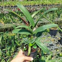 Cattleya sagarik wax african beauty