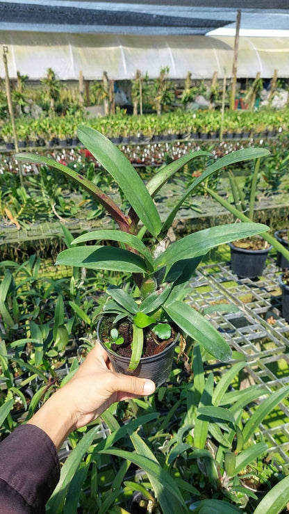 Cattleya sagarik wax african beauty