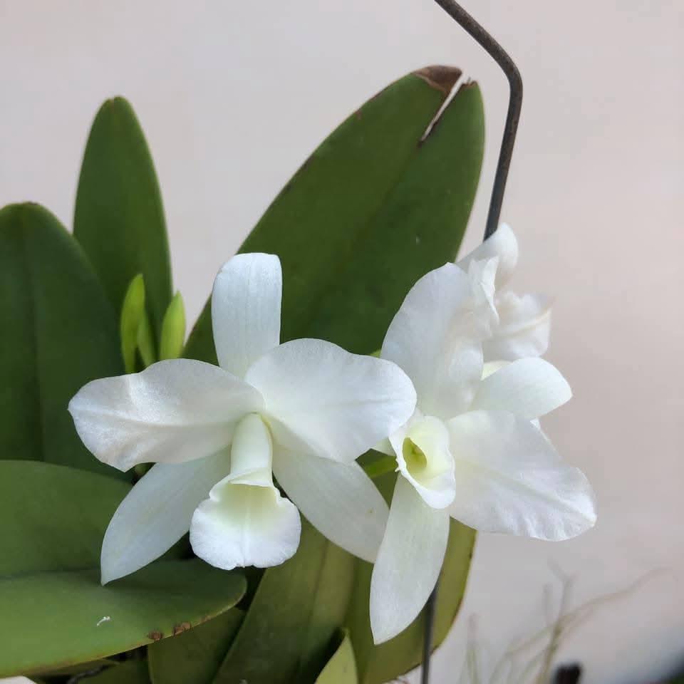 Cattleya deckeri alba