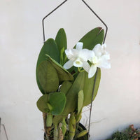 Cattleya deckeri alba