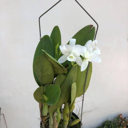 Cattleya deckeri alba
