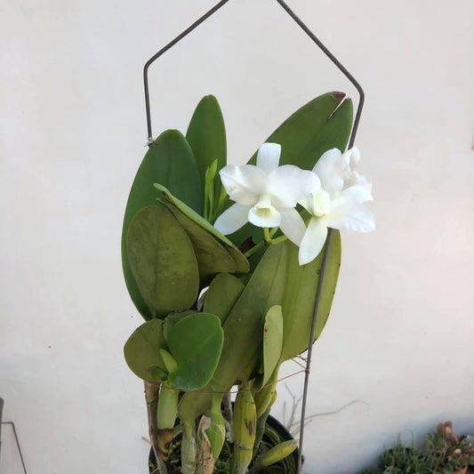 Cattleya deckeri alba
