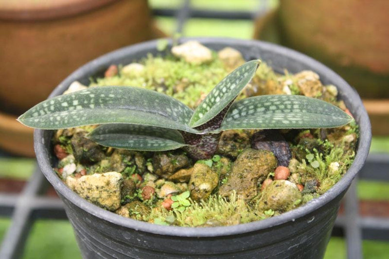 Paphiopedilum armeniacum (Vietnam) Orchid Plant – Bloom Size Rare Lady Slipper Orchid