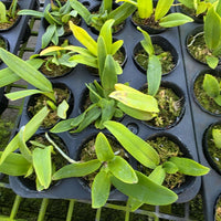 Cattleya dowiana var.aurea