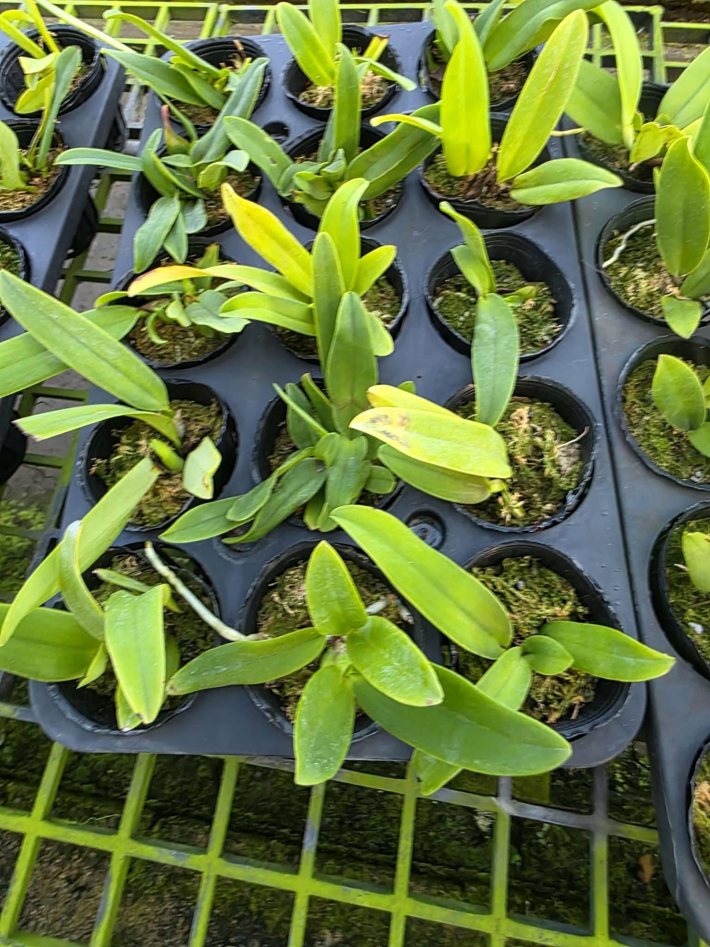 Cattleya dowiana var.aurea