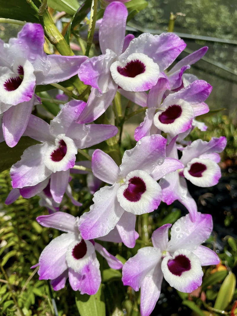 Dendrobium nobile Orchid Plant (Starter Size) – White Pink Purple Blooms
