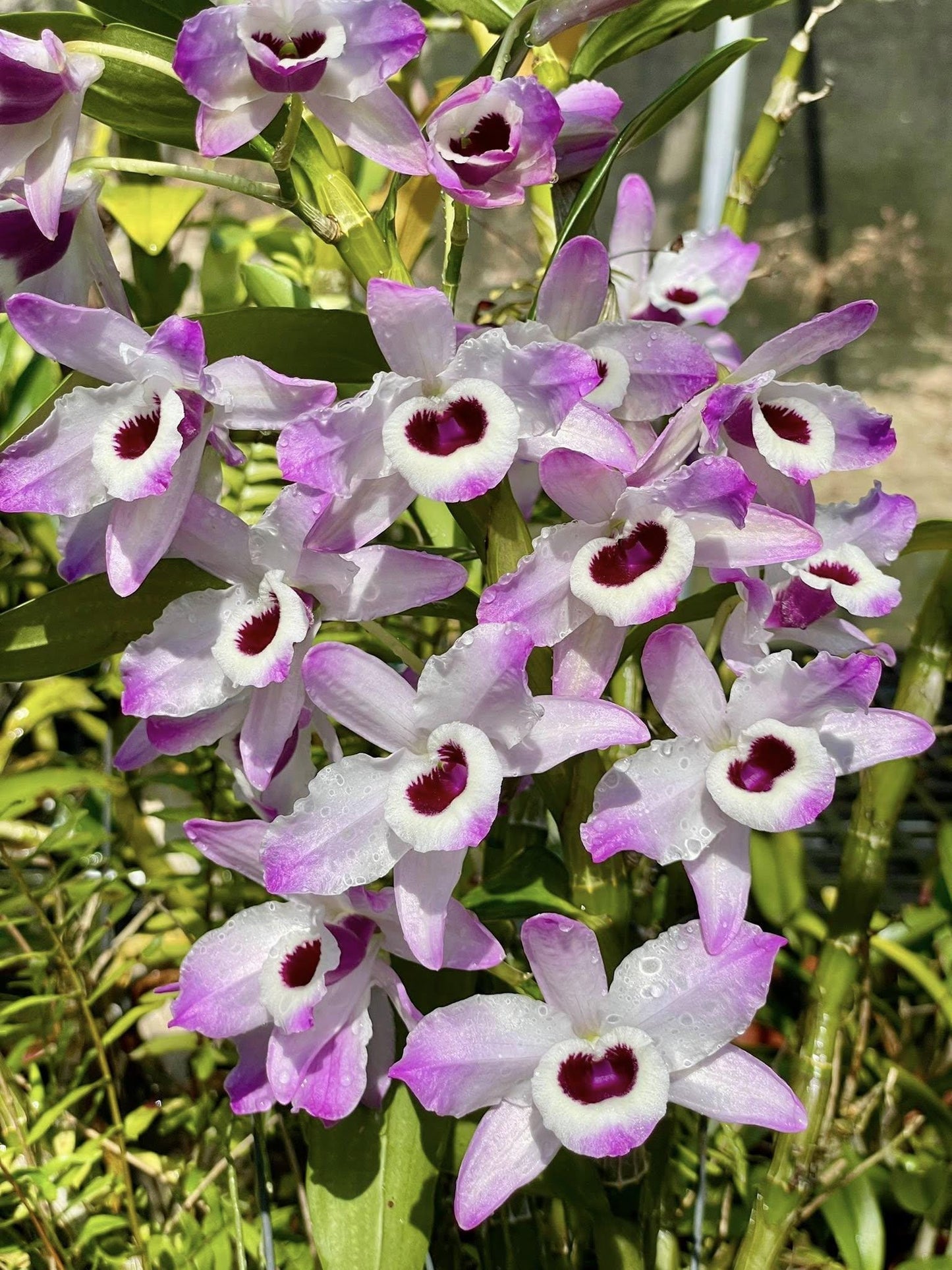 Dendrobium nobile