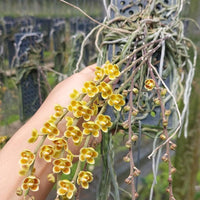 Chiloschista lunifera × Chiloschista viridiflava