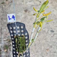 Dendrobium unicum