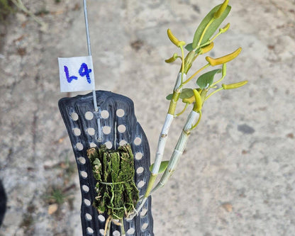 Dendrobium unicum