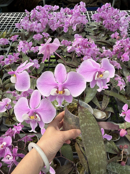Phalaenopsis schilleriana