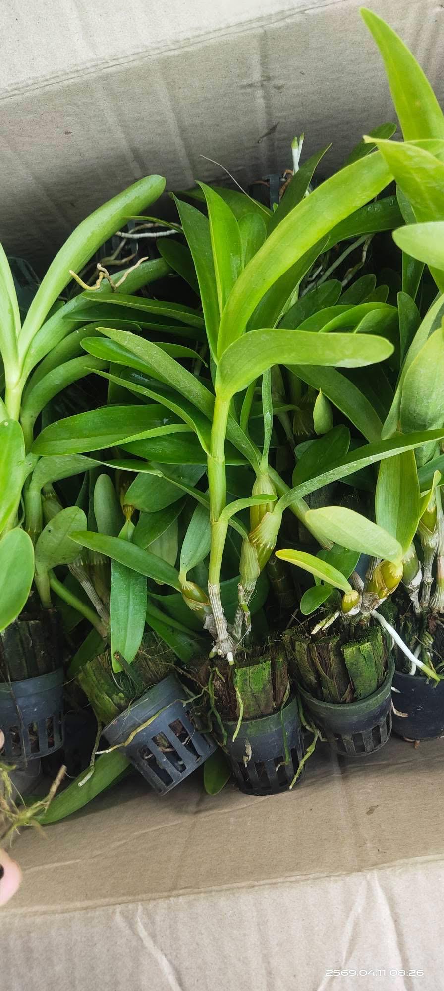 Dendrobium Chanthaboon Sunrise