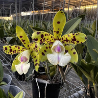 Cattleya YNS Green Leopard 'Jade Dragon'