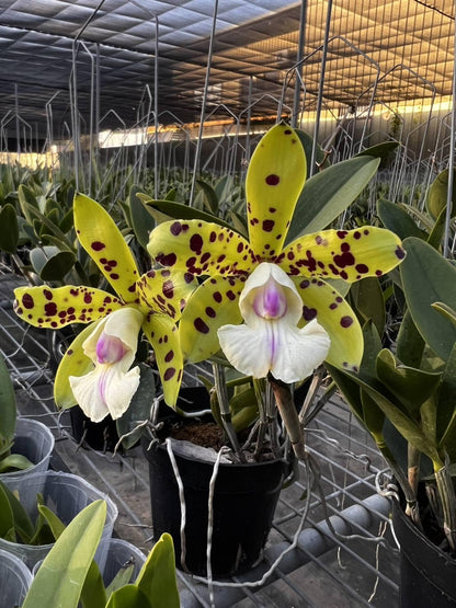 Cattleya YNS Green Leopard 'Jade Dragon'