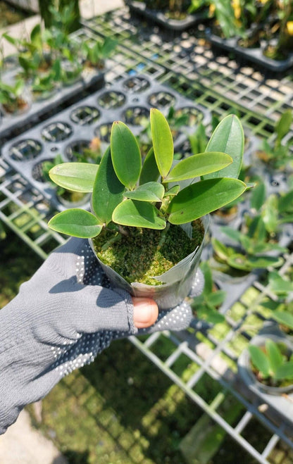 Cattleya YNS Green Leopard 'Jade Dragon'