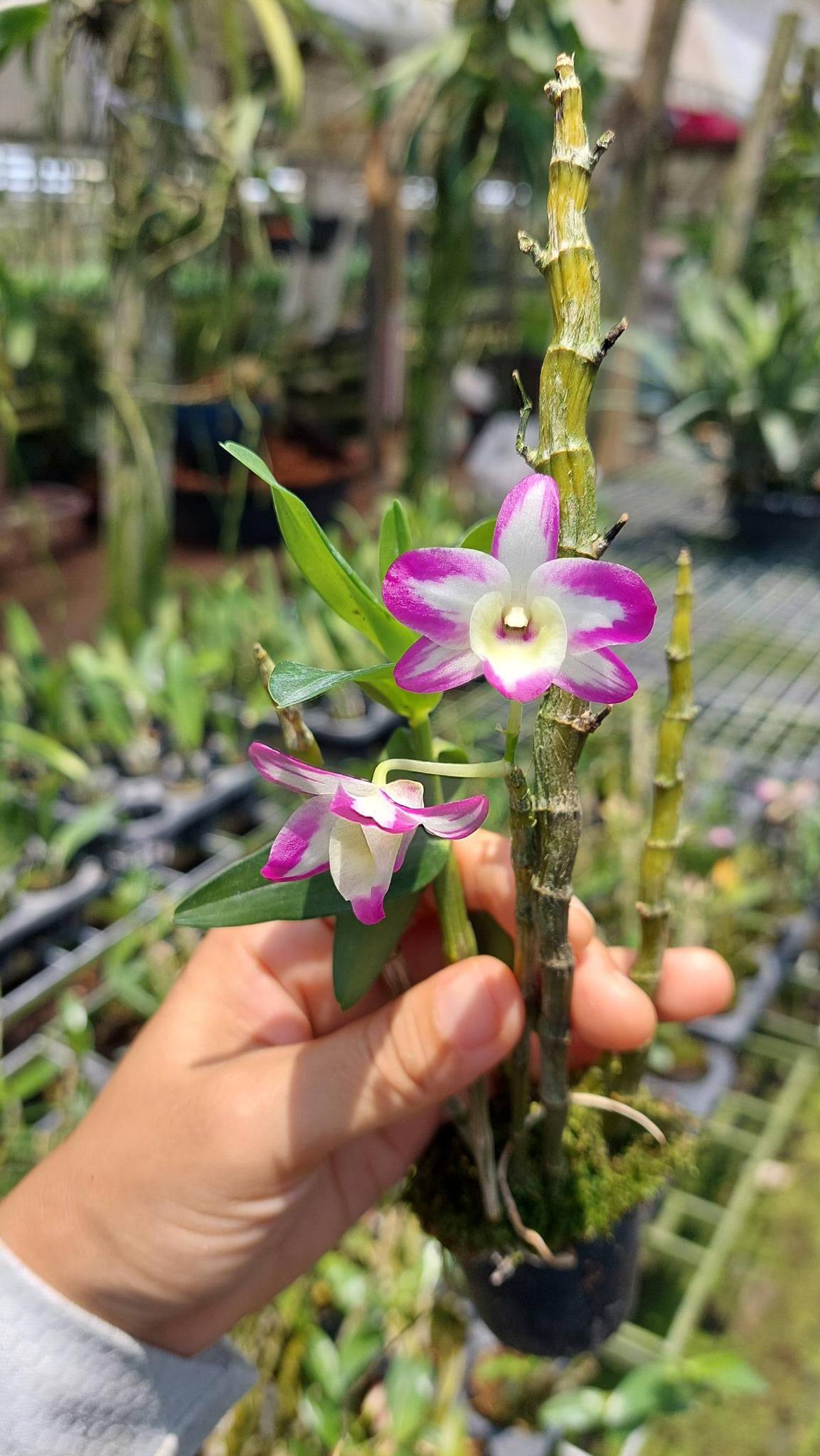 Dendrobium Hamana Lake Prism