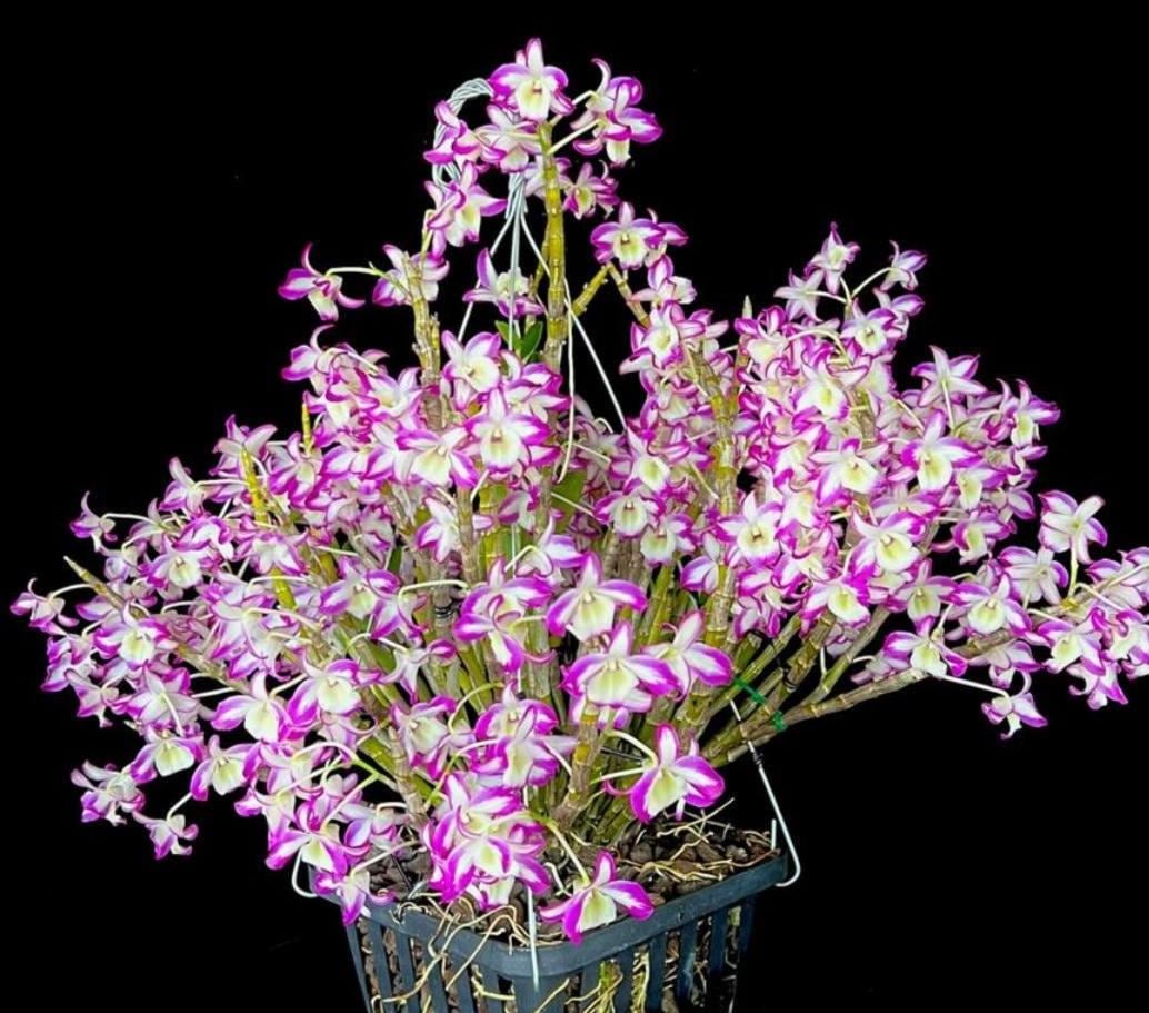 Dendrobium Hamana Lake Prism