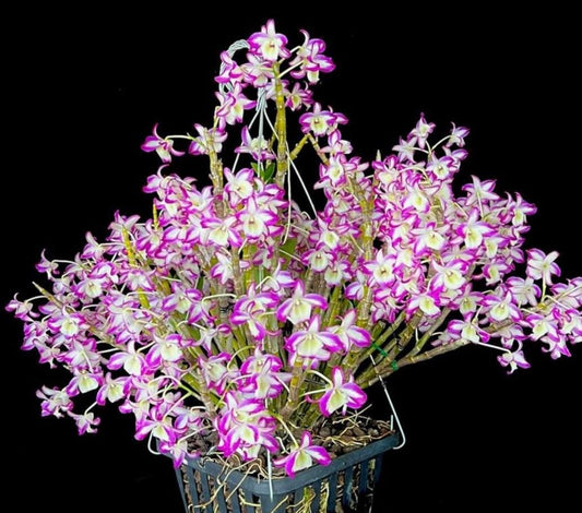 Dendrobium Hamana Lake Prism