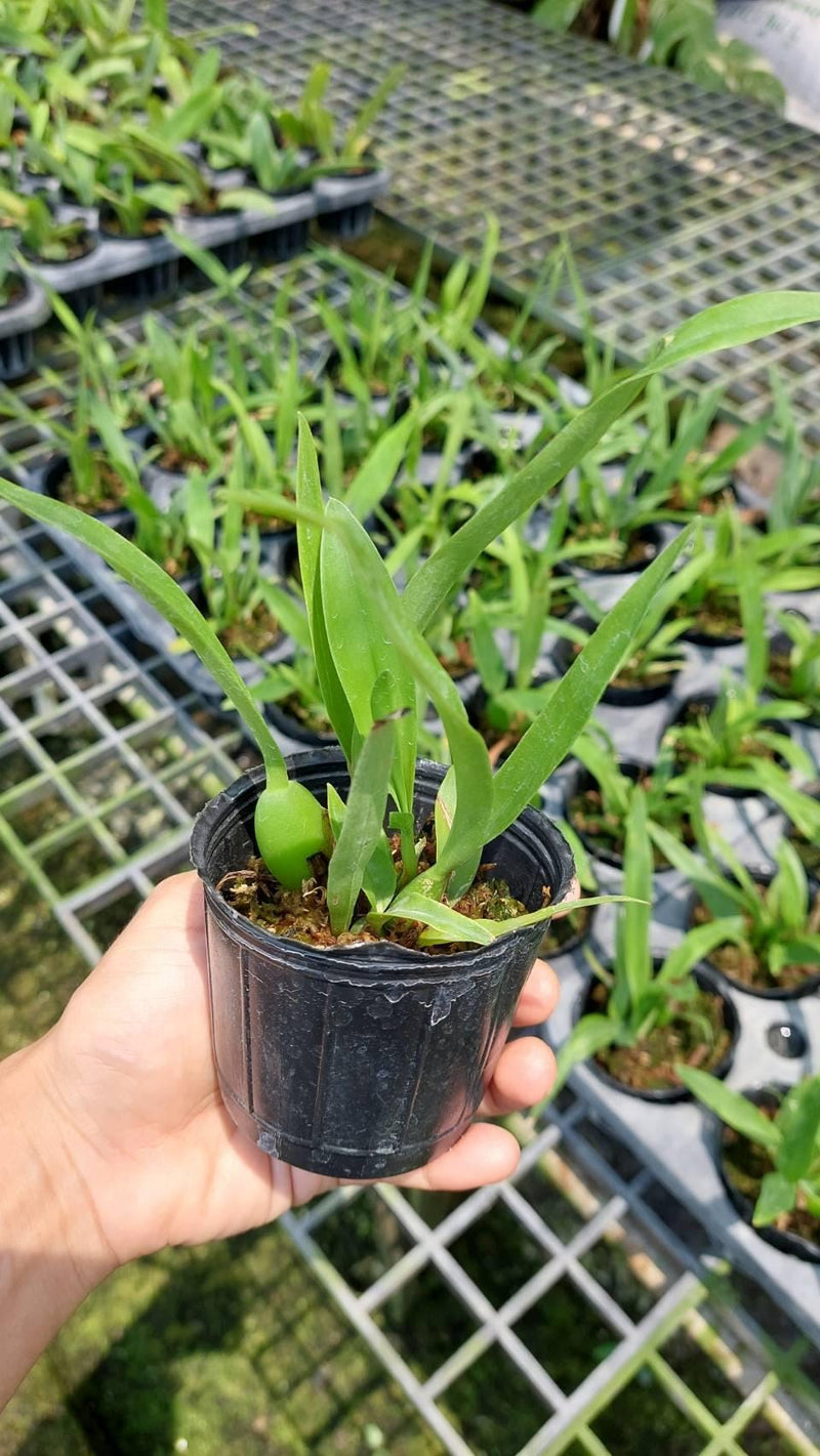 Orchid Guarechea Black Comet 1 Plant Encyclia Epidendrum Cattleya Dendrobium