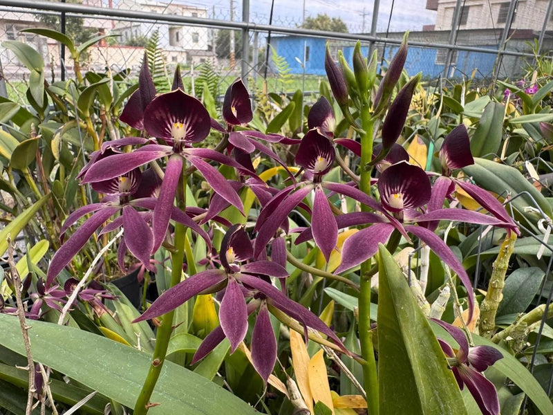 Orchid Guarechea Black Comet 1 Plant Encyclia Epidendrum Cattleya Dendrobium