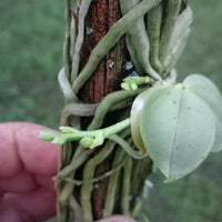 Phalaenopsis parishii