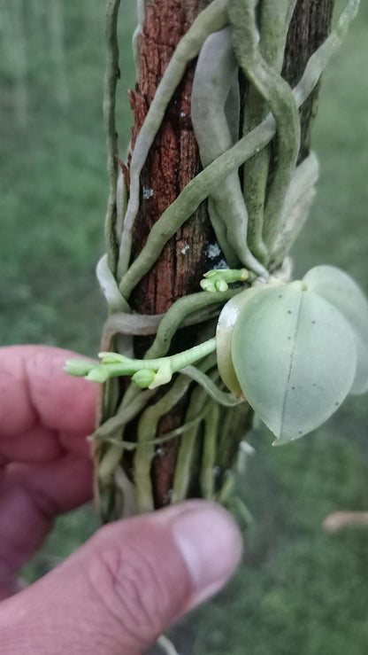 Phalaenopsis parishii
