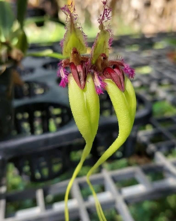 Bulbophyllum fascinator semi-alba  Orchid Plant (Bloom Size)