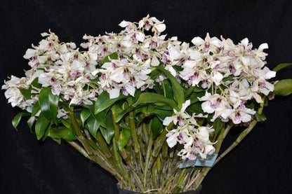 Dendrobium Roy Tokunaga