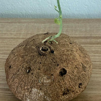 Stephania erecta