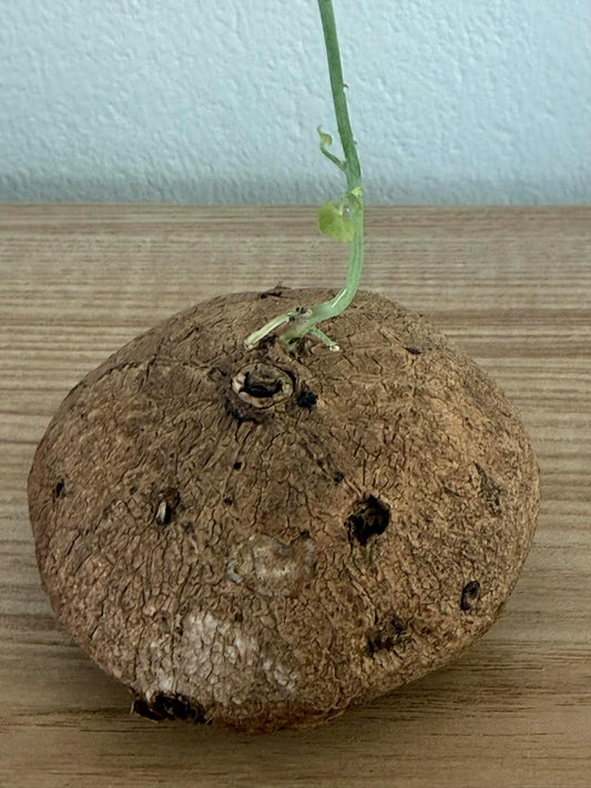 Stephania erecta