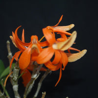 Dendrobium unicum