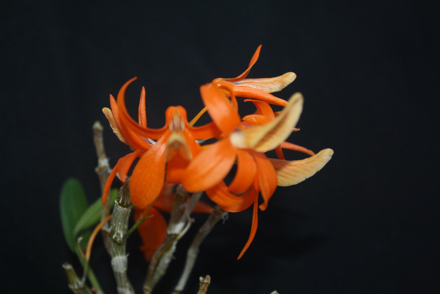 Dendrobium unicum