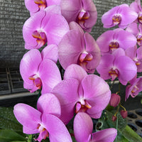 Phalaenopsis