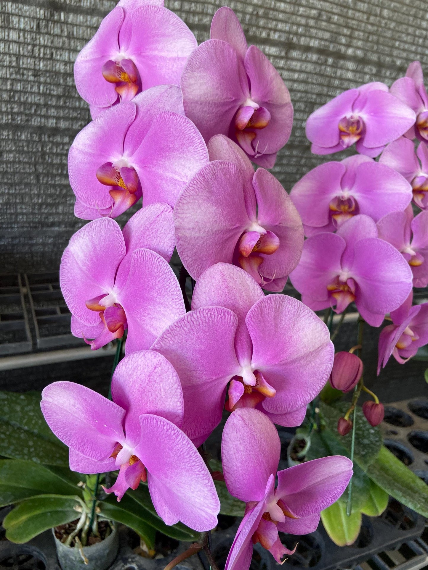 Phalaenopsis