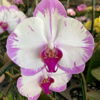 Phalaenopsis