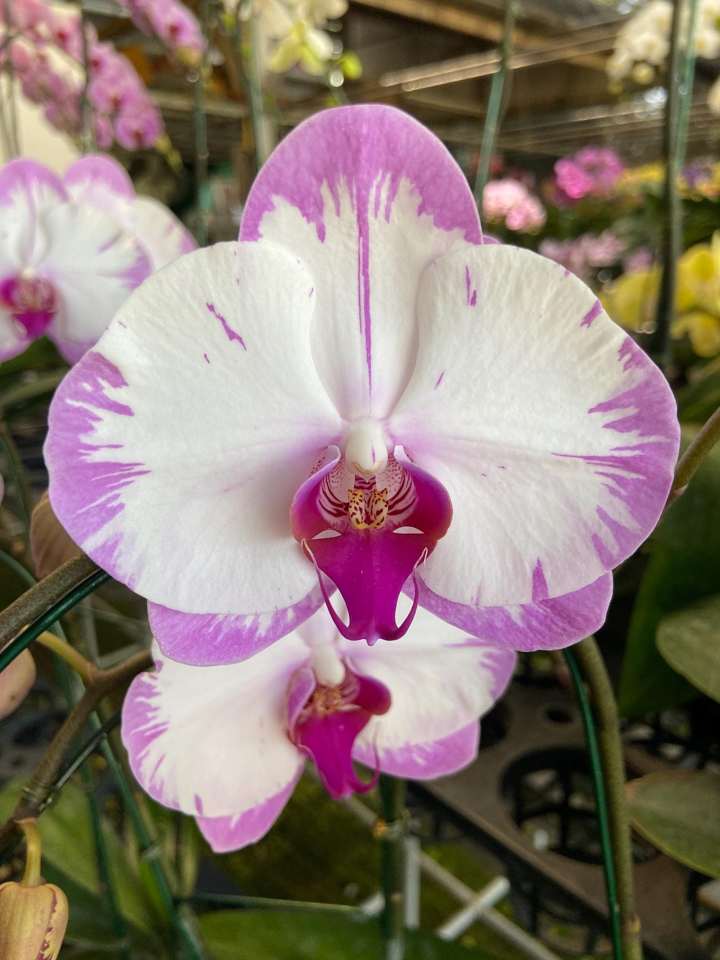 Phalaenopsis